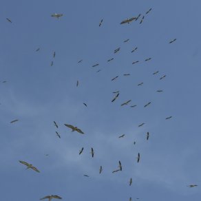 2018-10-31_senegal_1_9109_k