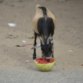 2018-11-09_senegal_2_0091_k