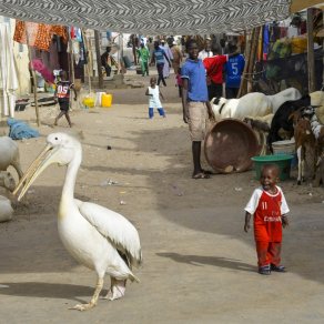 2018-11-09_senegal_2_0112_k